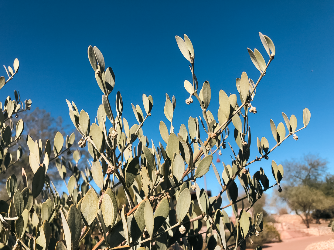 Reflections on Jojoba's Preferred Habitat